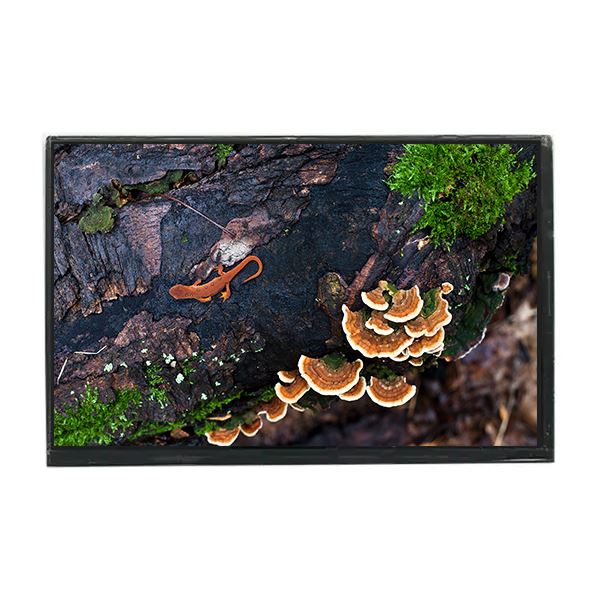 LTD121EA4Z 1024*768 12.1 Inch 60Hz TFT-LCD Screen For Laptop