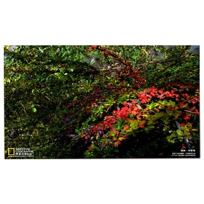 Resolution 1920*1080 LM238WF5-SSE5 LCD Screen